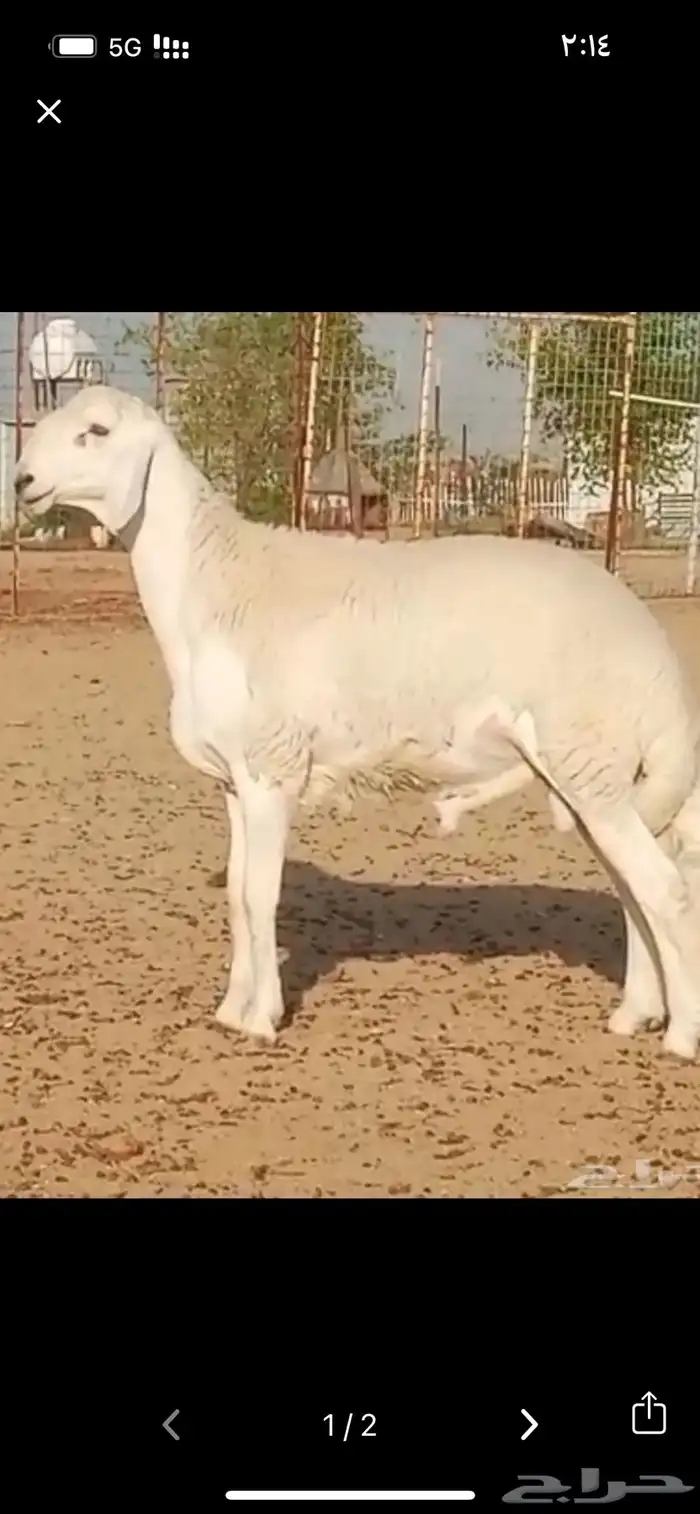 مشروع فحل حري صنف تم البيع 0