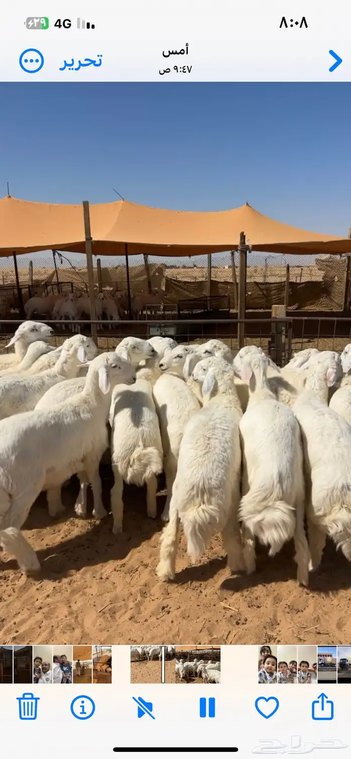 ذبائح فاخره حريات متوجه لرياض 27  9   2025 1