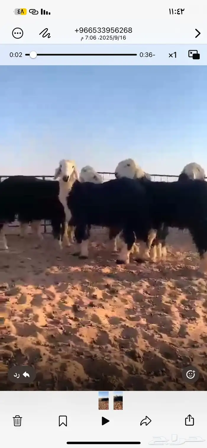 خرفان نجد جذعان شحم شرط 0