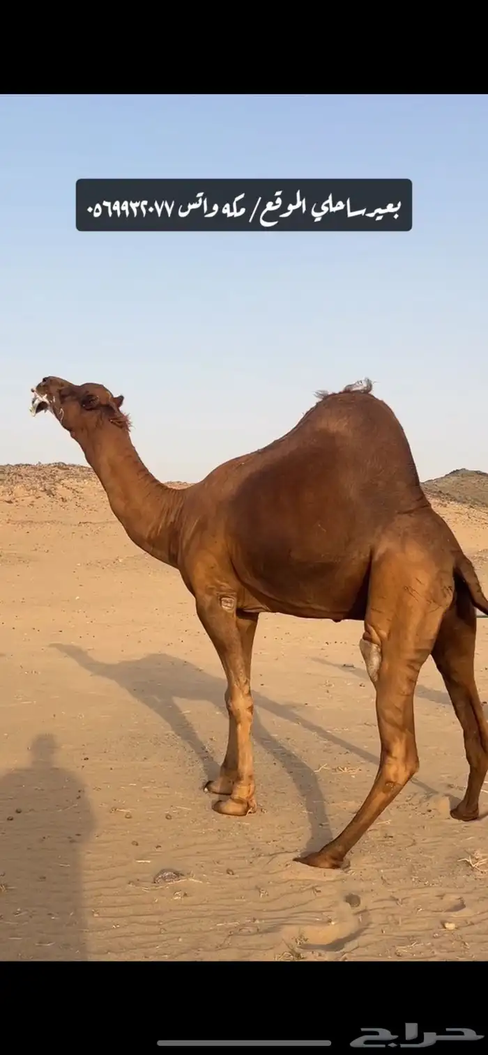 بعير جمل ساحلي 1