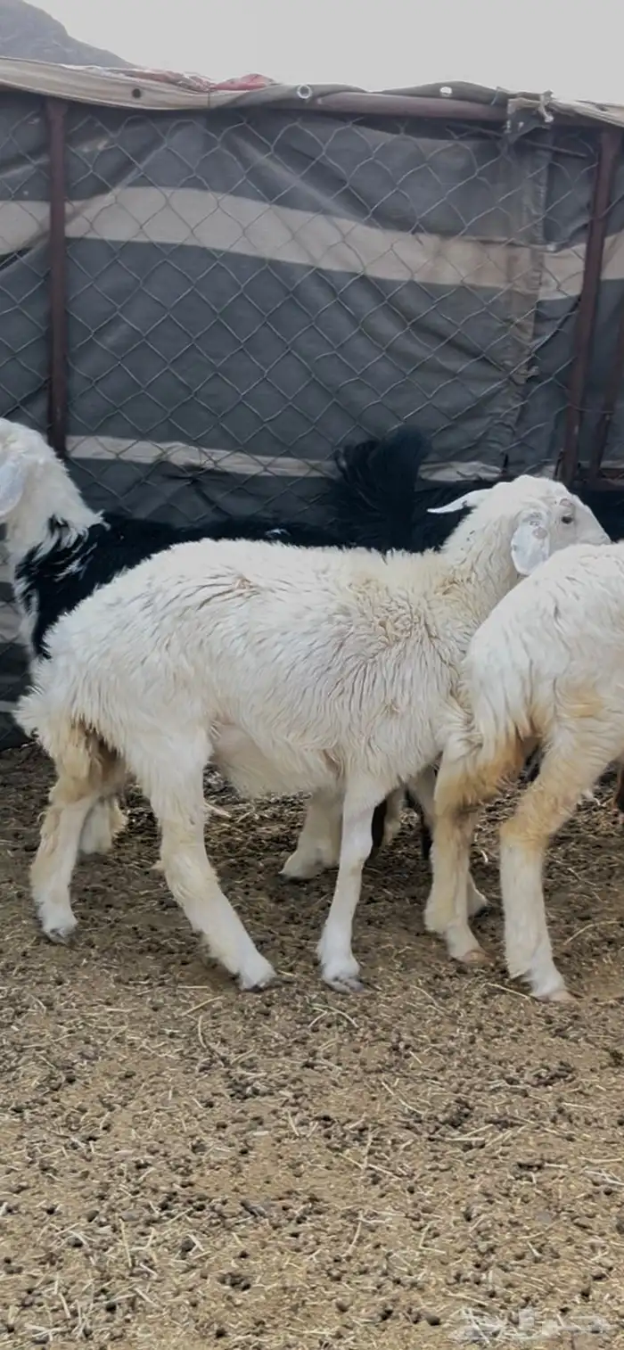 عروض اليوم الوطني على التيوس والطليان 5