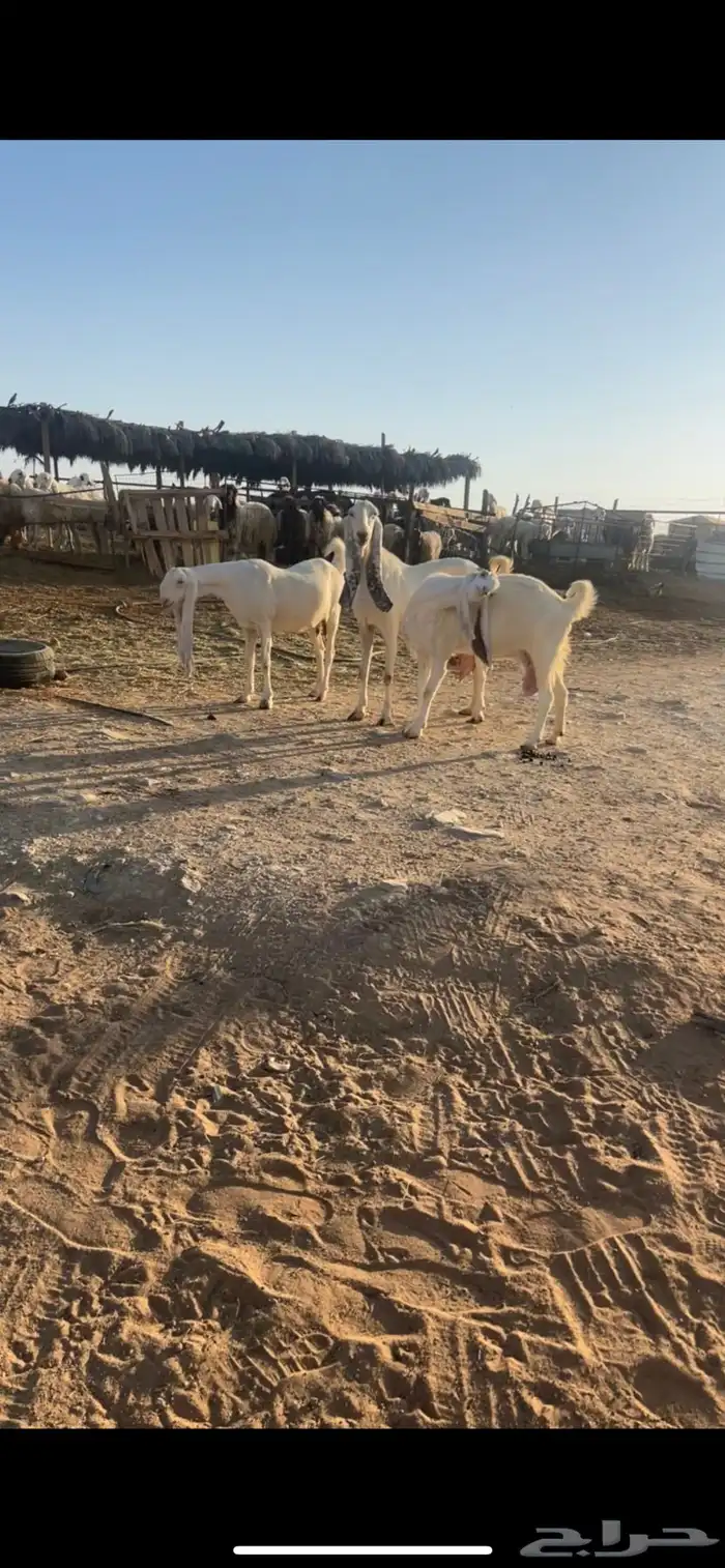 معزا مشروك بيض خصم 1
