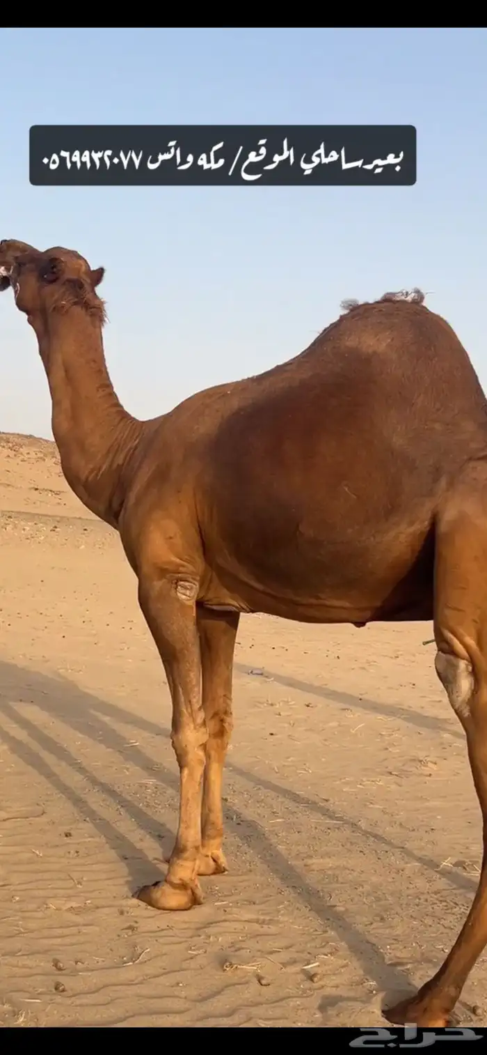 بعير جمل ساحلي 8