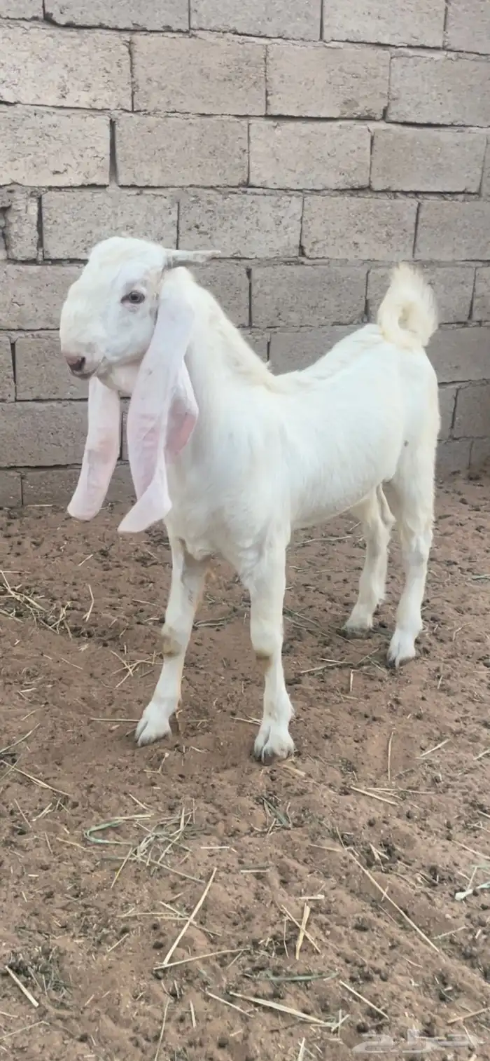 للبيع تيس جرم فاخر العمر ست شهور 1