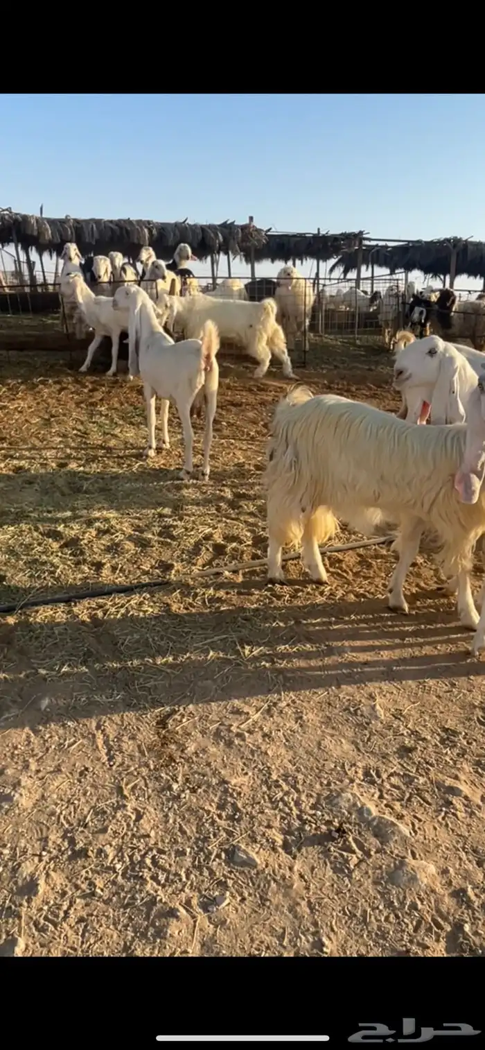 معزا مشروك بيض خصم 4