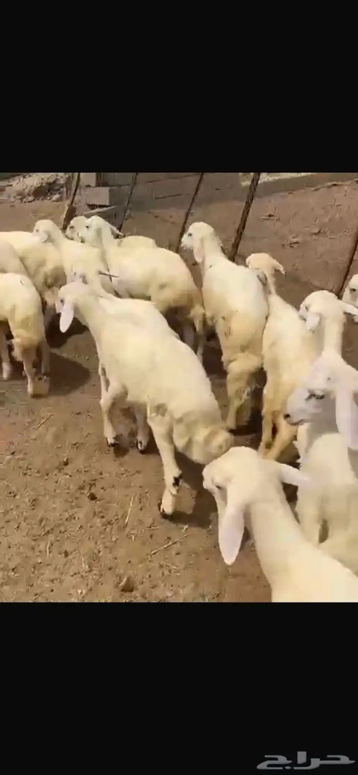 بهم 3