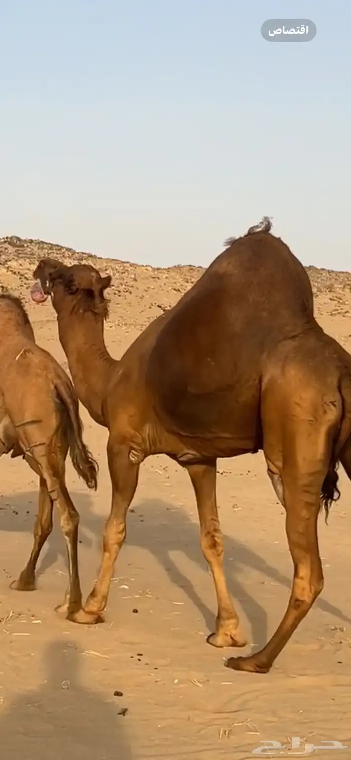 بعير جمل ساحلي 2