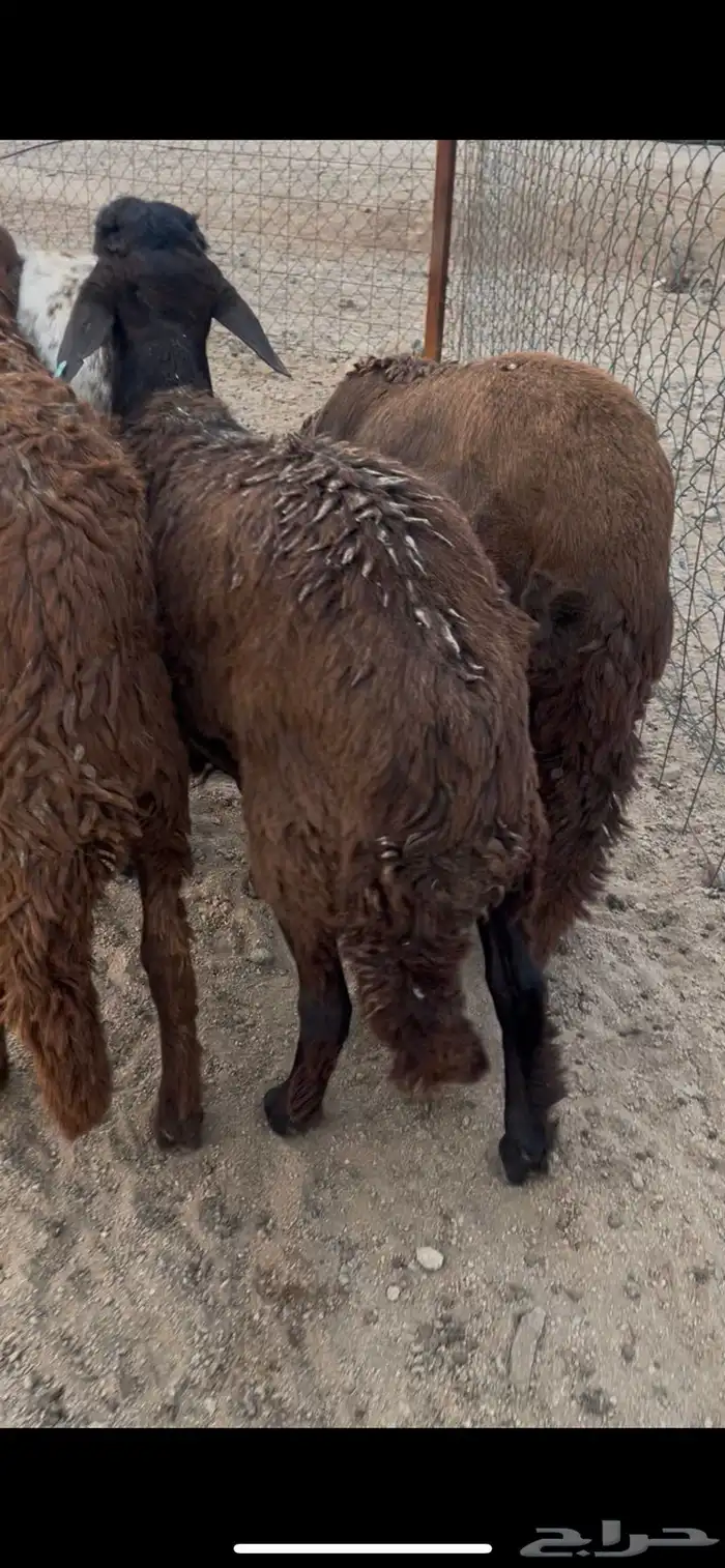 سواكن مرباه سمان فل شحم 5