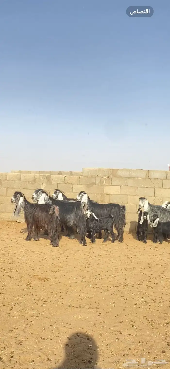 معزا خلفات صنف 3