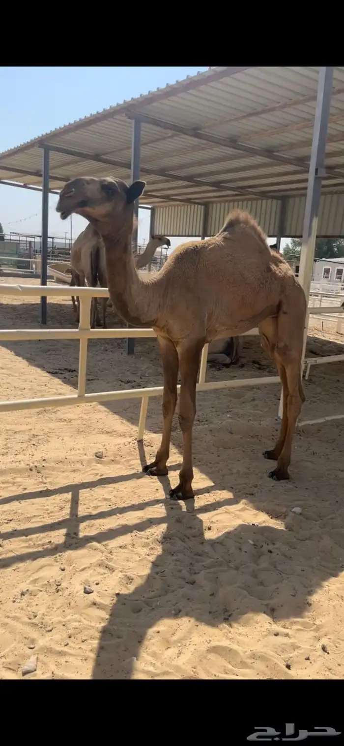 للبيع عشرااا كفوا تحتها بكره كفوا 2