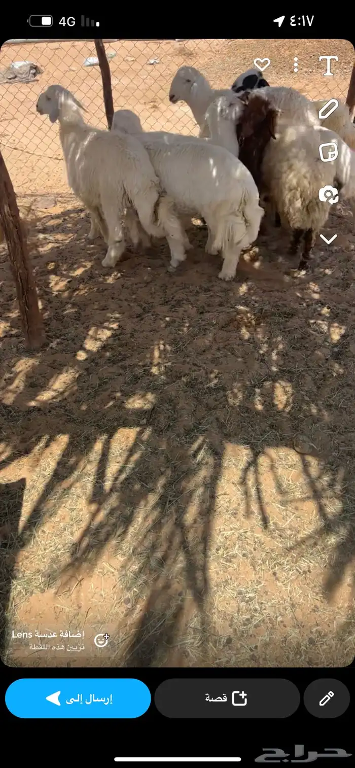 طليان طيبة للبيع جمله وتفريد 0