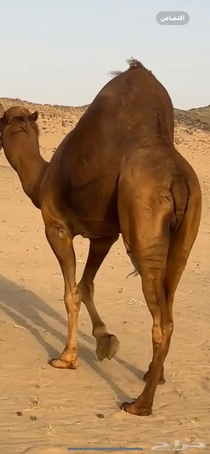 بعير جمل ساحلي 6