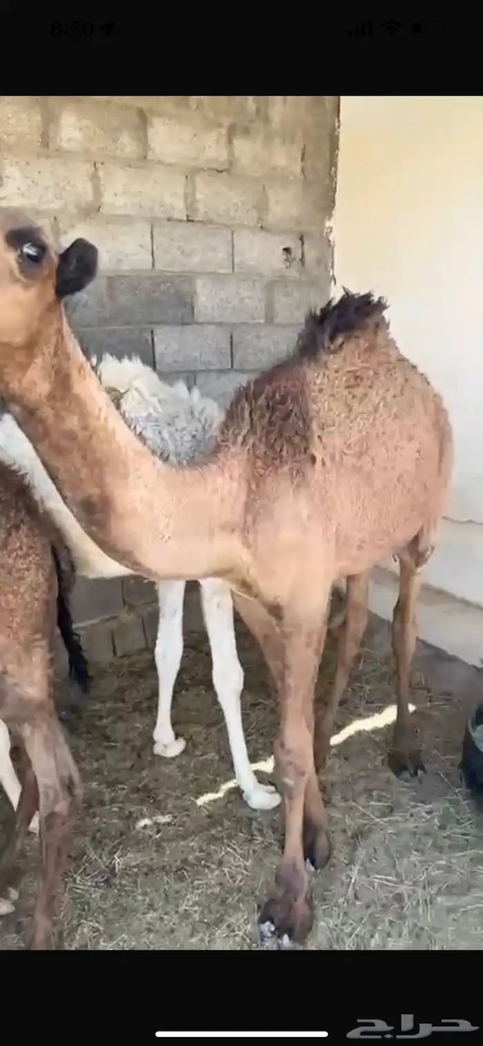 حشو تربيه قعودين وبكره 1