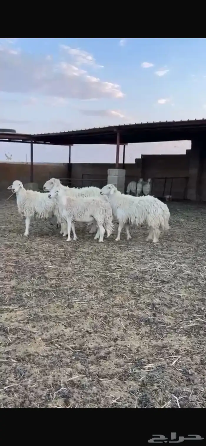 فحول حريه واحد عيسي 2