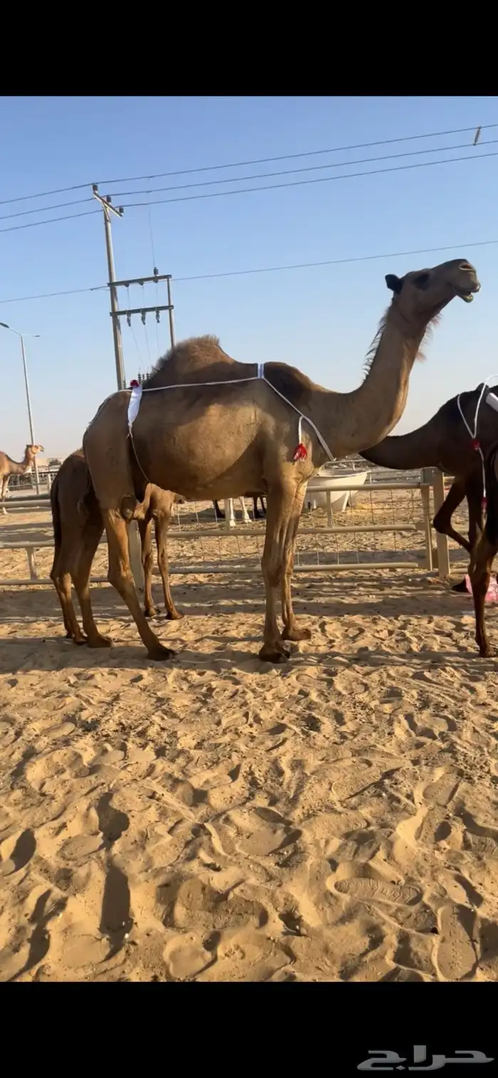 للبيع عشرااا كفوا تحتها بكره كفوا 1