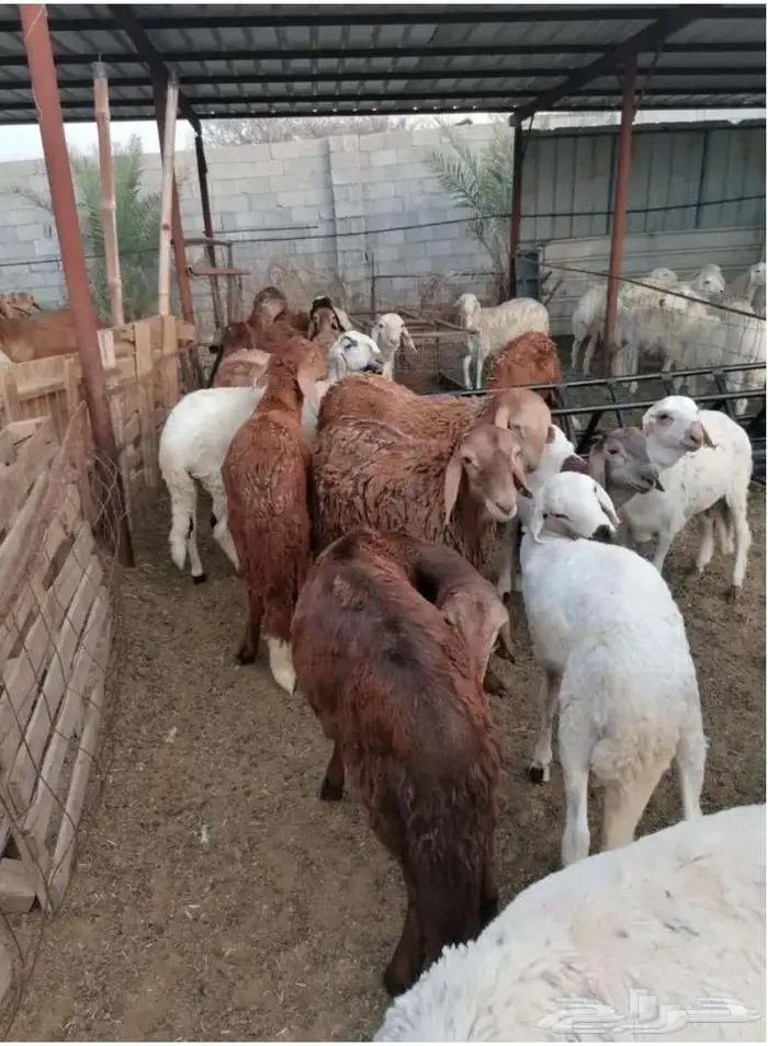 ذبائح حنيذ مندي عربي سليق كوزي مديني كابلي بخاري 15