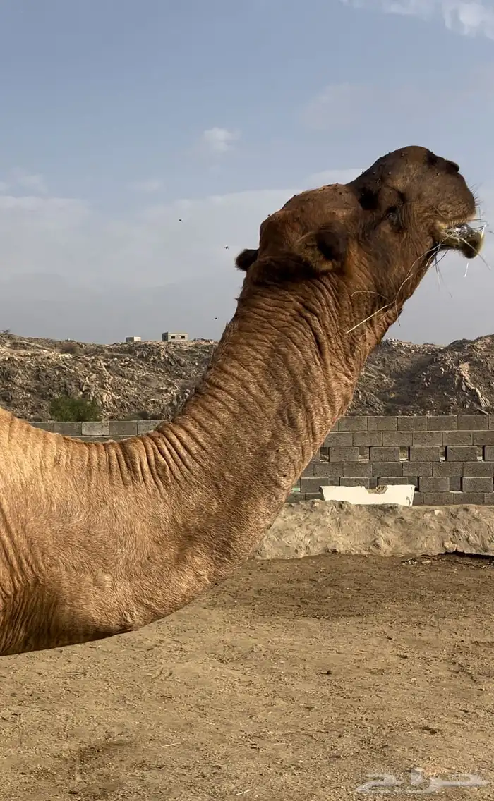 بعير حمر مشروطه وناقه لقحه 0