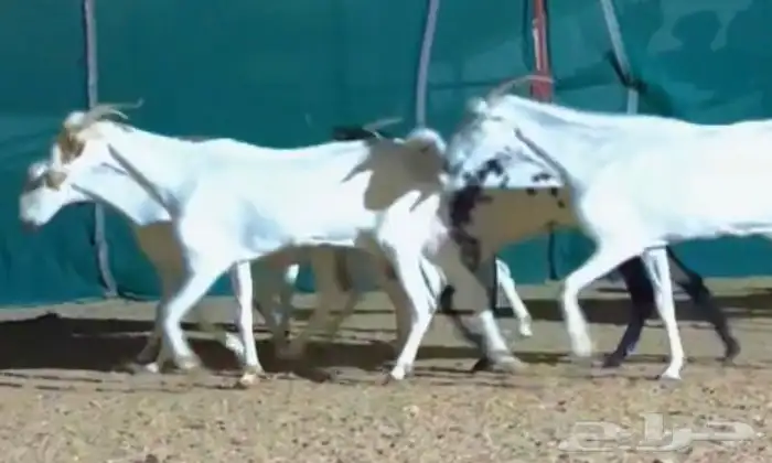 معزا بيشيات دفيع 1