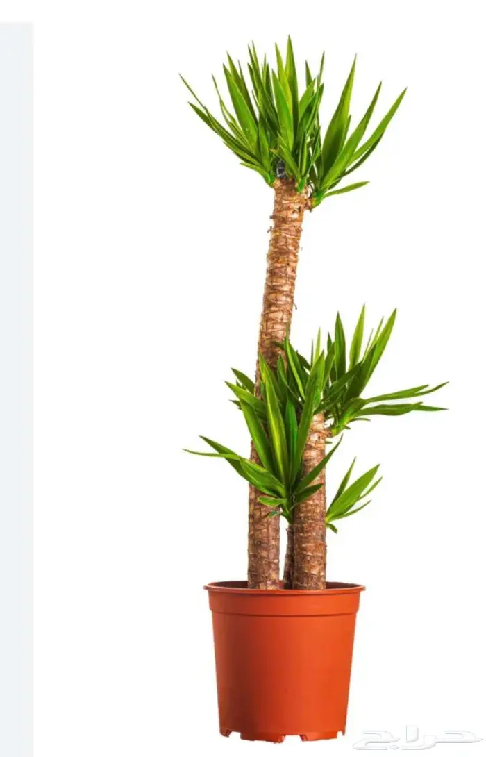 نباتات داخليه . يوكا . بوتس . بامبو . فيكس . الاحساء 2