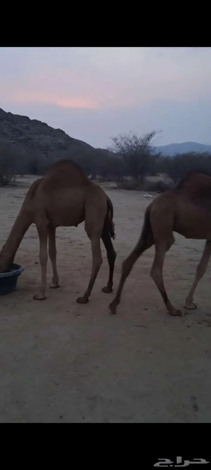 قعدان حشو سواحل سمان تم البيع 2