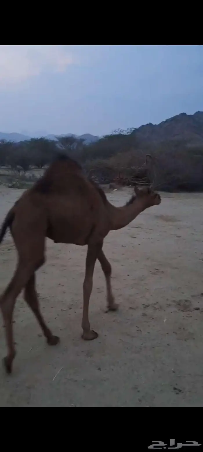 قعدان حشو سواحل سمان تم البيع 3