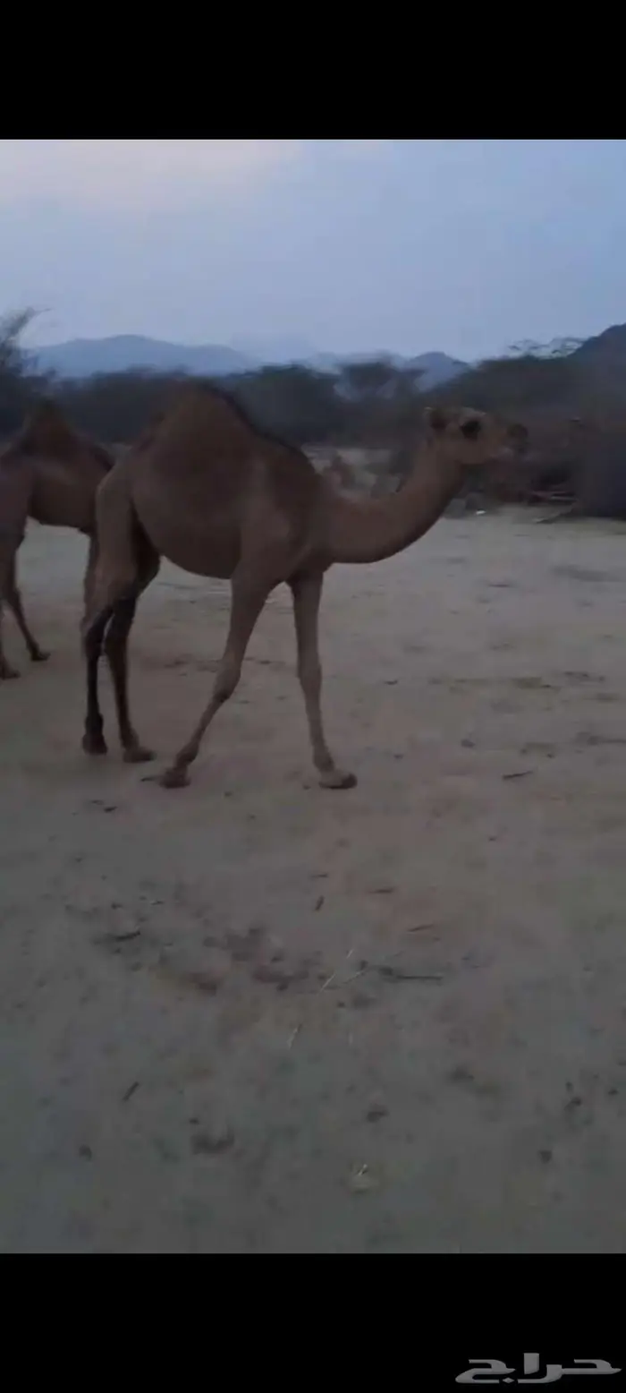 قعدان حشو سواحل سمان تم البيع 5