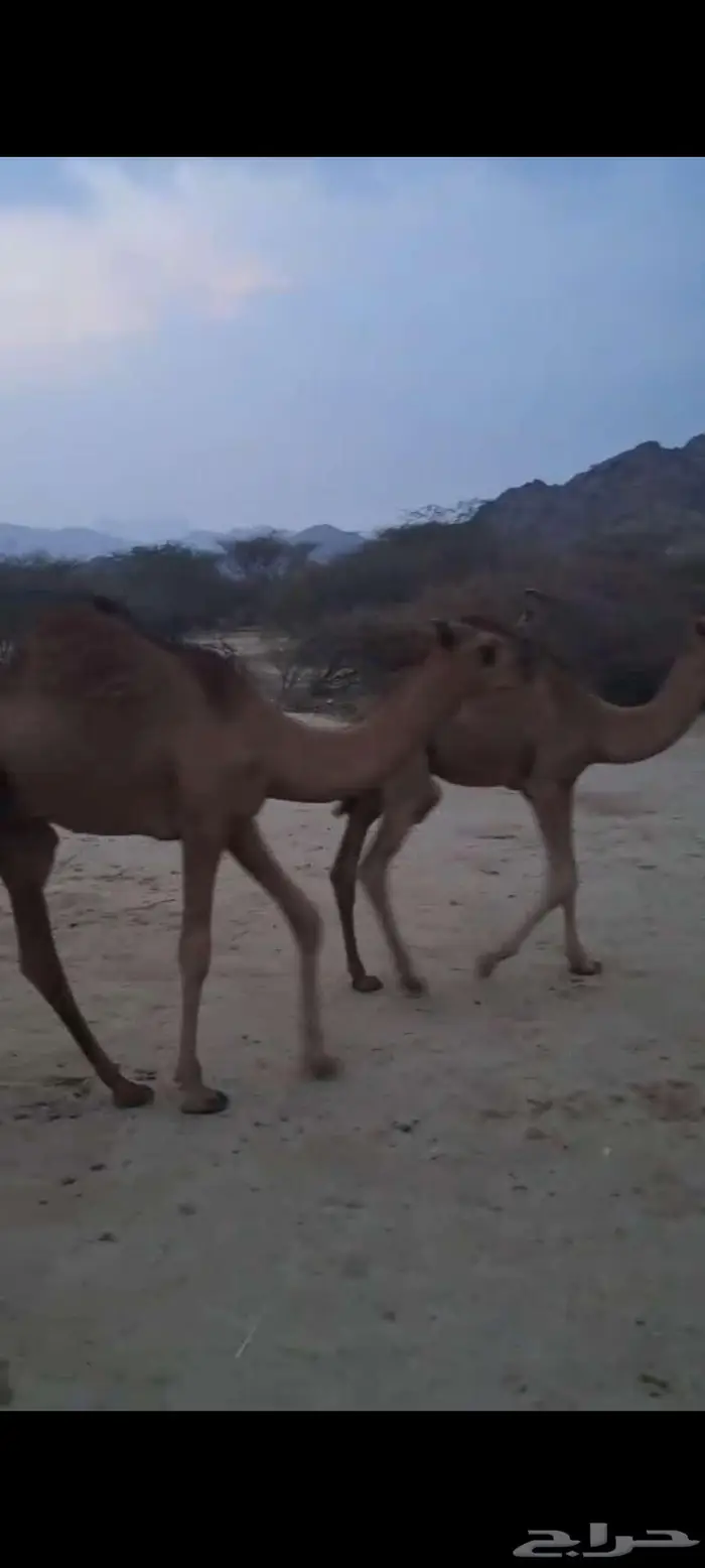 قعدان حشو سواحل سمان تم البيع 4