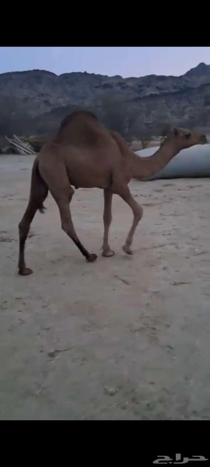 قعدان حشو سواحل سمان تم البيع 0