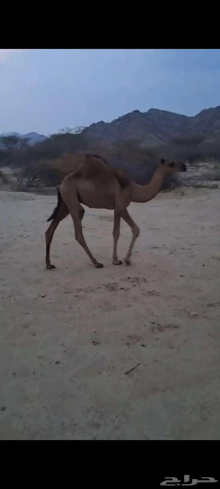 قعدان حشو سواحل سمان تم البيع 7