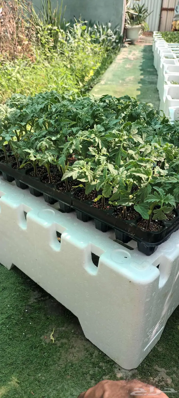 شتلات طماط   فلفل   فليفله   بادنجان 0