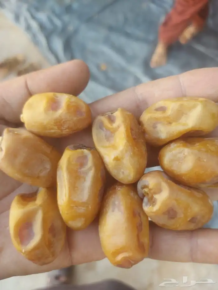 اخلاص اشيقر نزل الرياض 7
