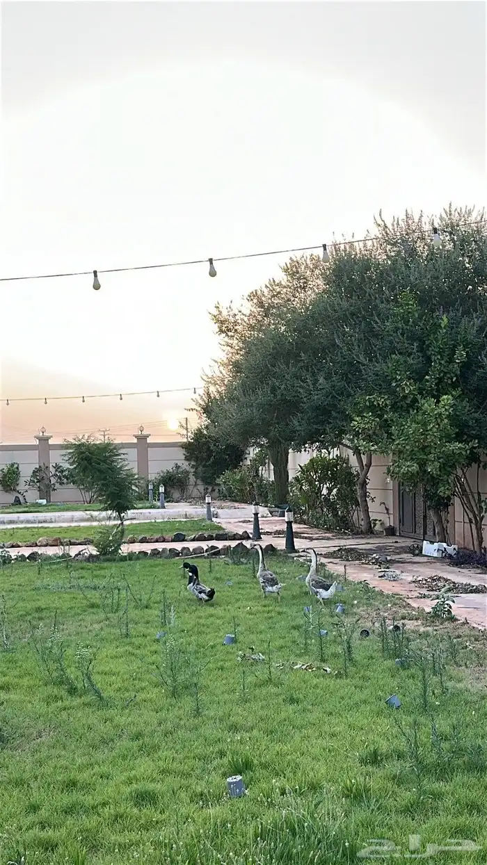 وز افريقي 2