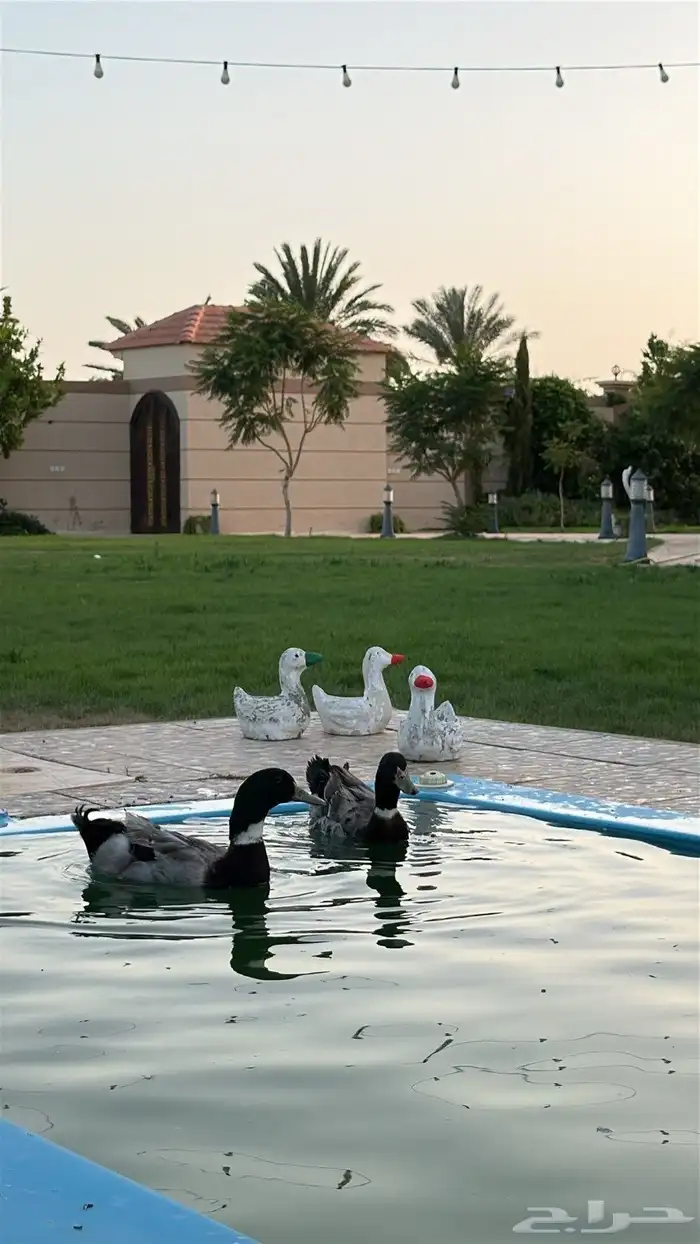 بط شرشري 2