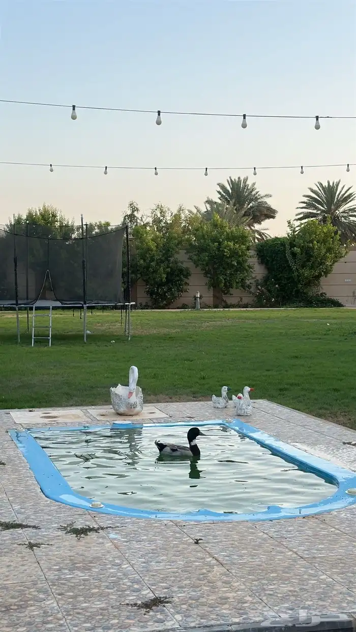 بط شرشري 3