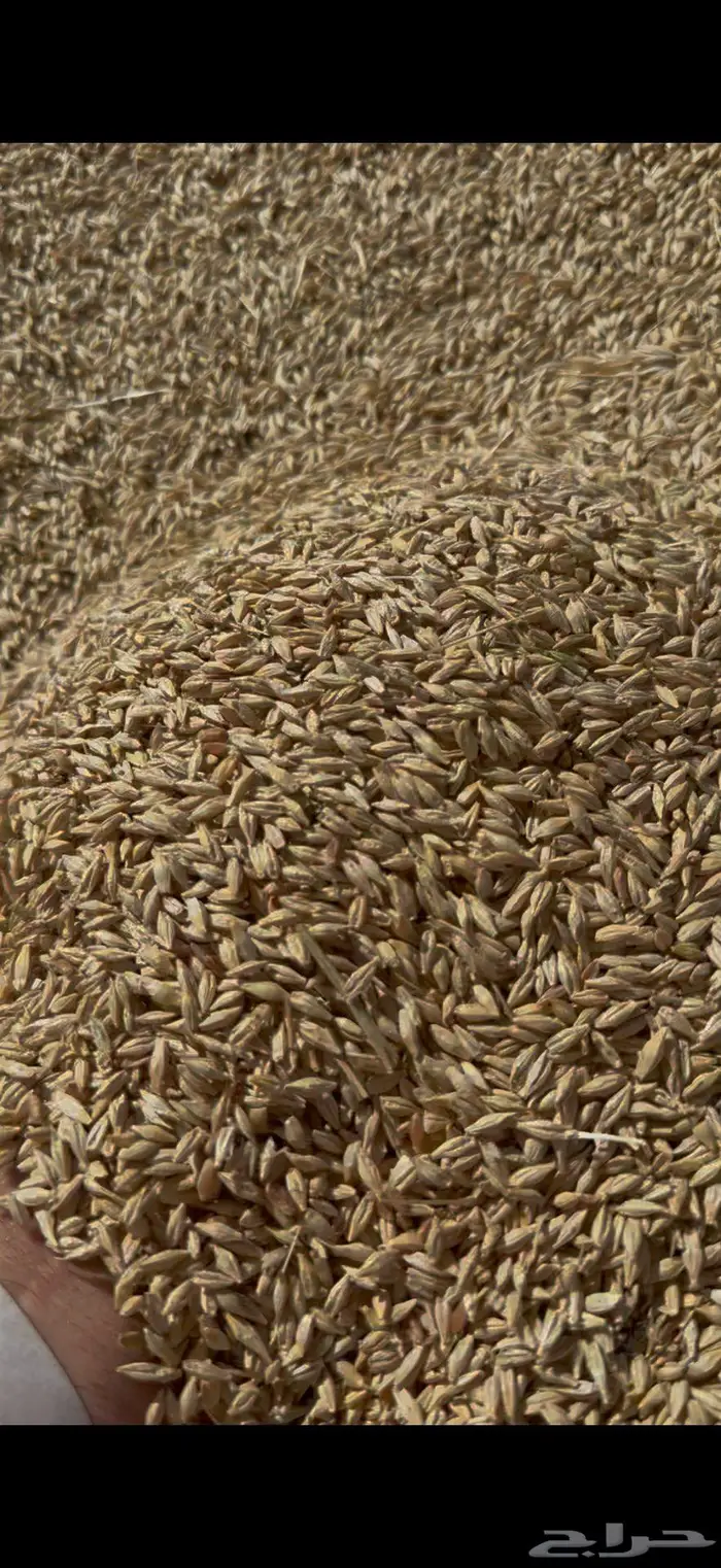 بذور شعير سداسي 0