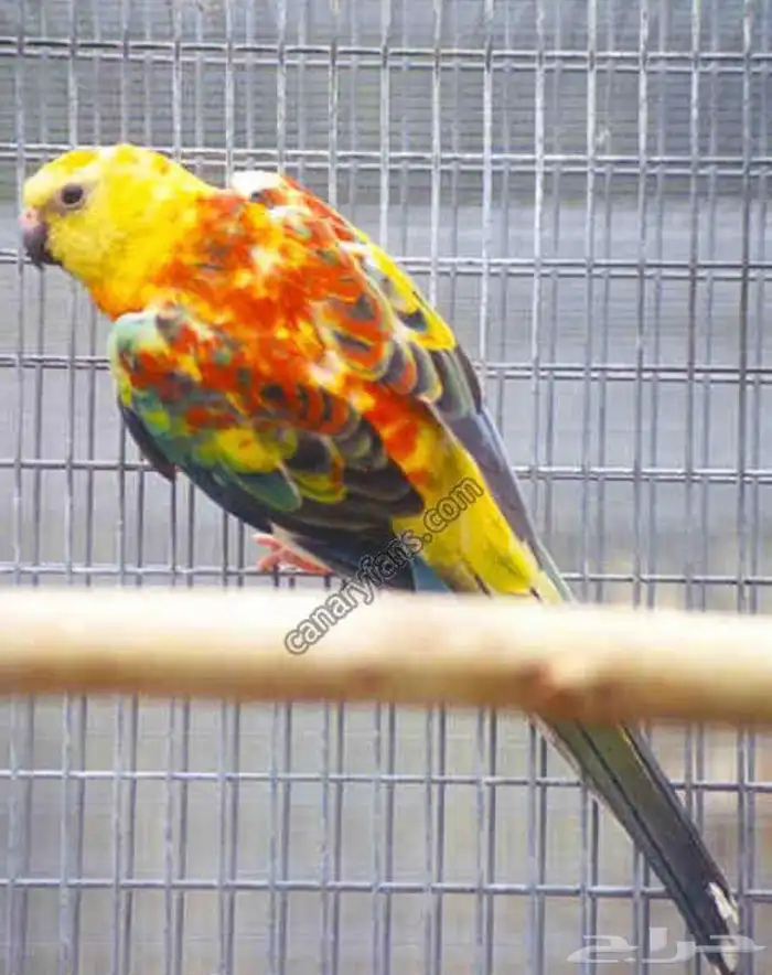 زوج براكيت منتج 0