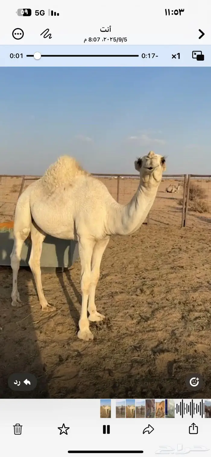 للبيع قعدان ع ولد الحاكم 3