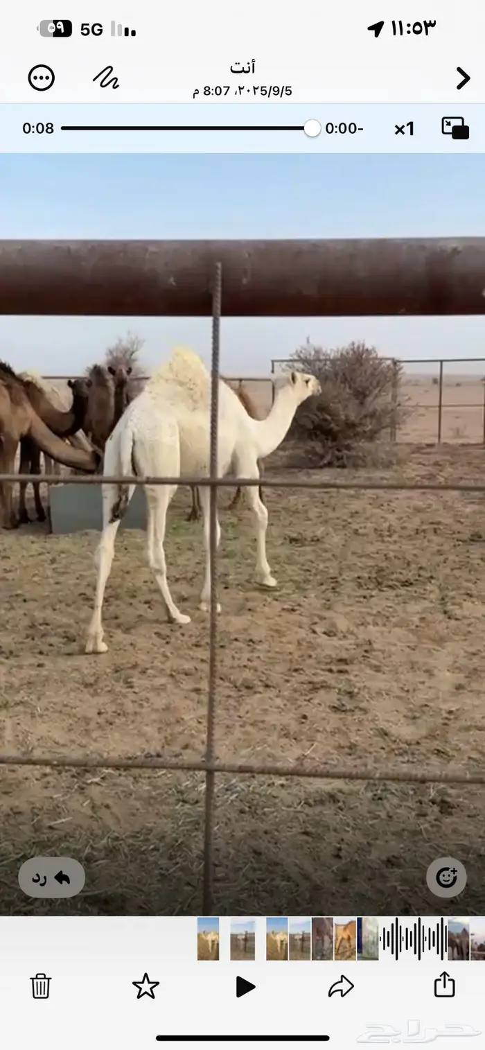 للبيع قعدان ع ولد الحاكم 2