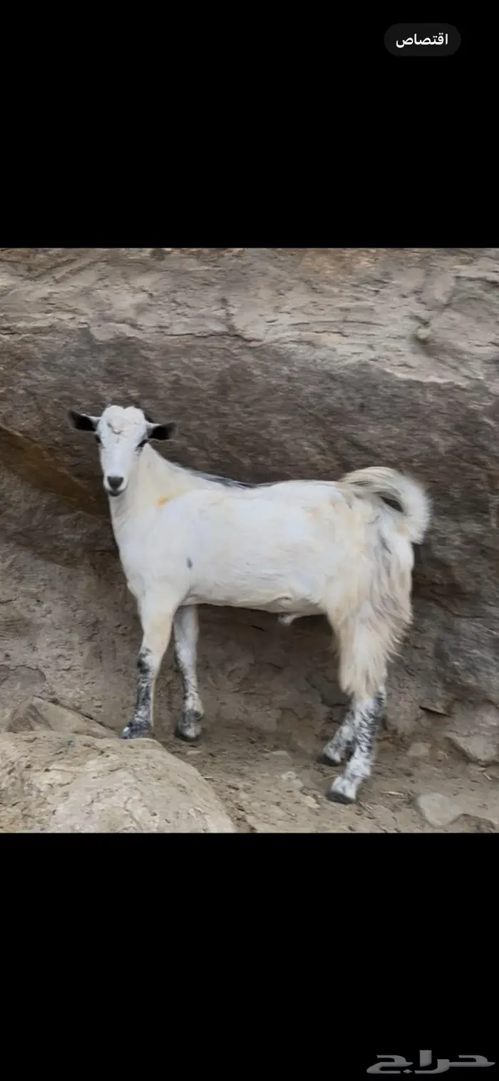 ذبايح للبيع 0