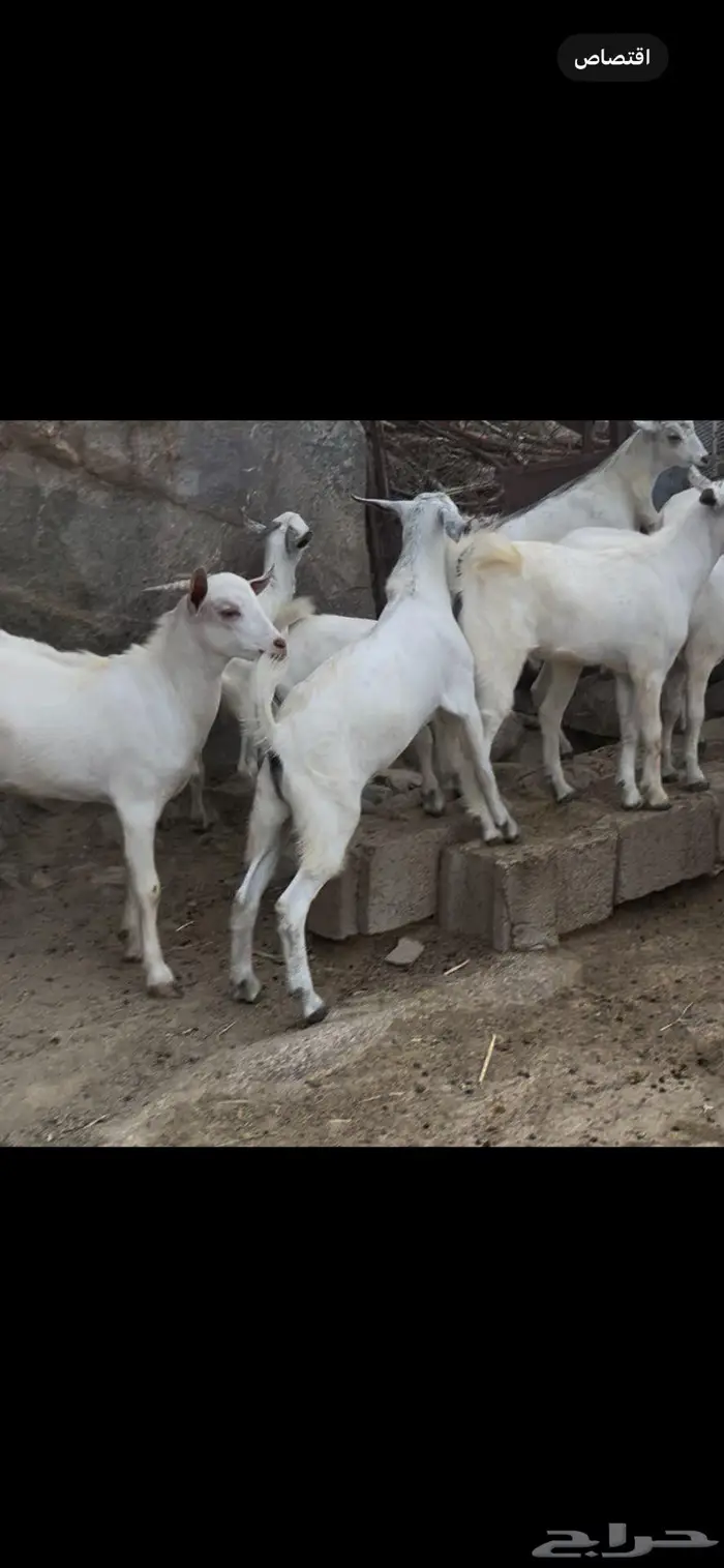 ذبايح للبيع 3