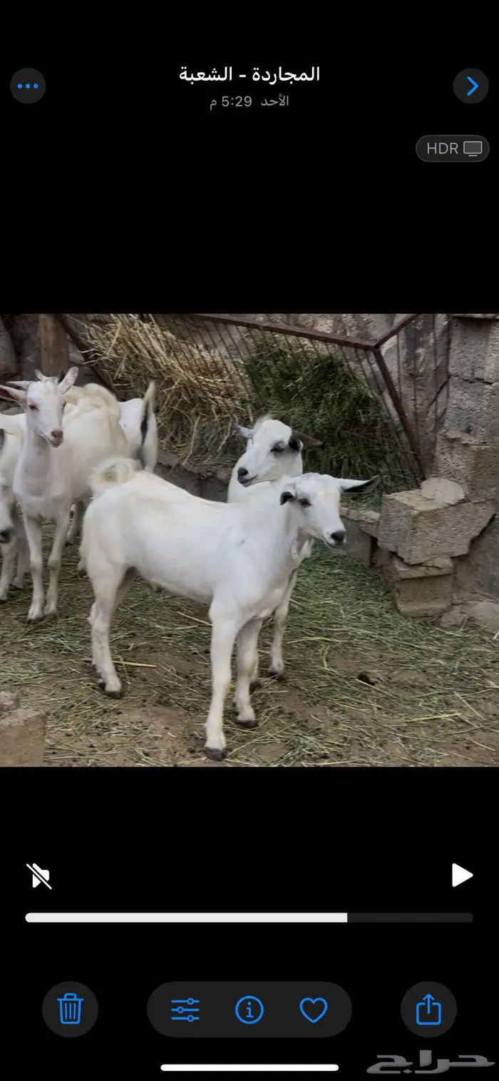 ذبايح للبيع 1