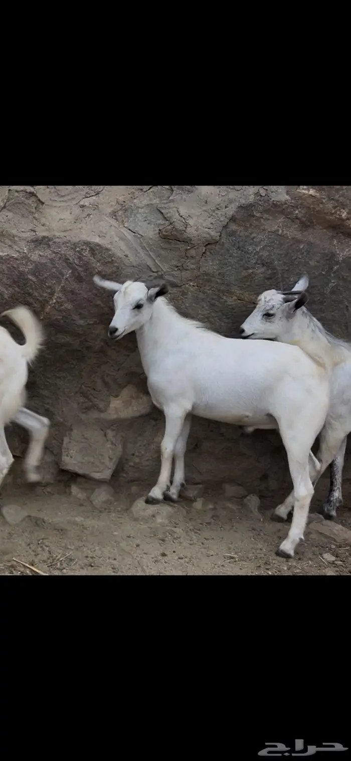 ذبايح للبيع 4