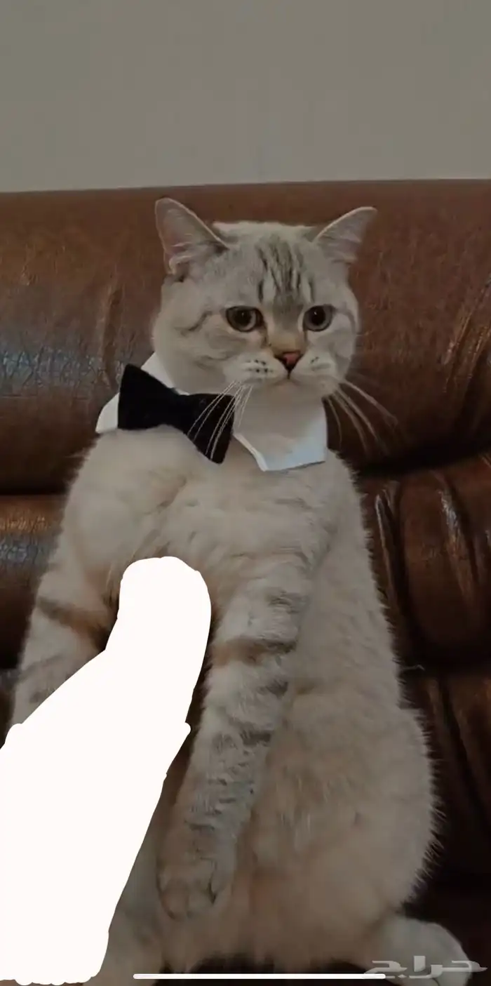 قط بريتش جميل للبيع 9