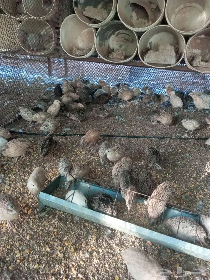 سمان فري 0