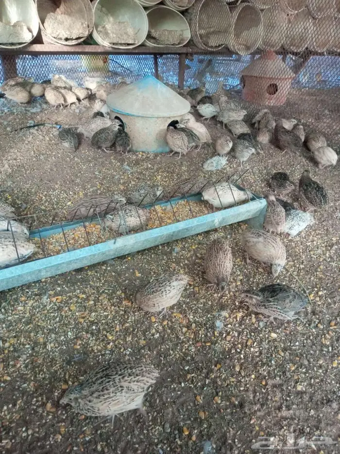 سمان فري 1