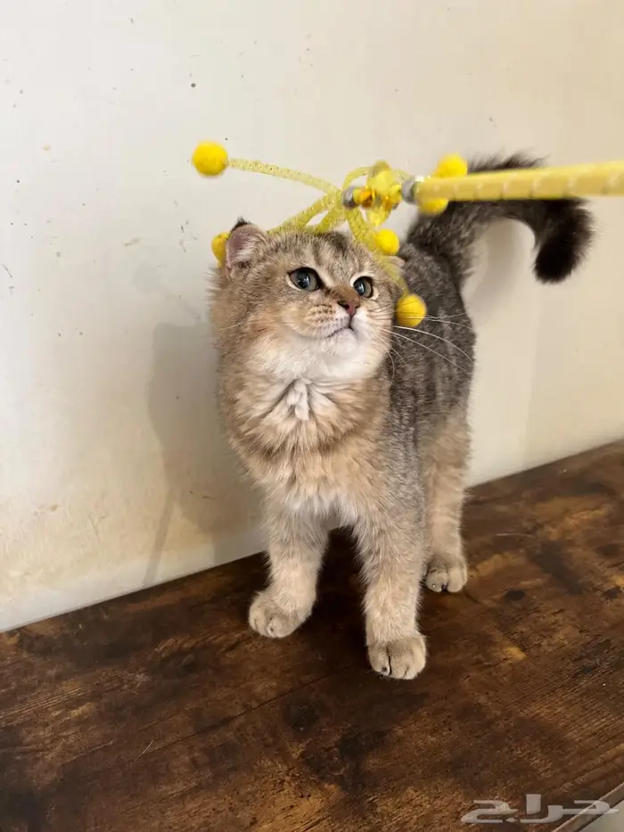 قط سكوتش فولد ذكر 0