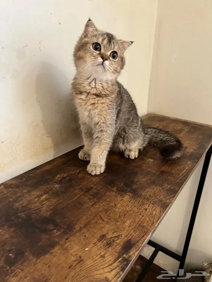 قط سكوتش فولد ذكر 2