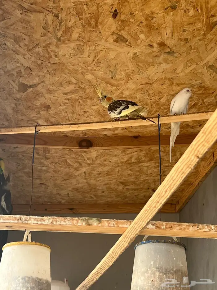 جوز كروان منتج 0