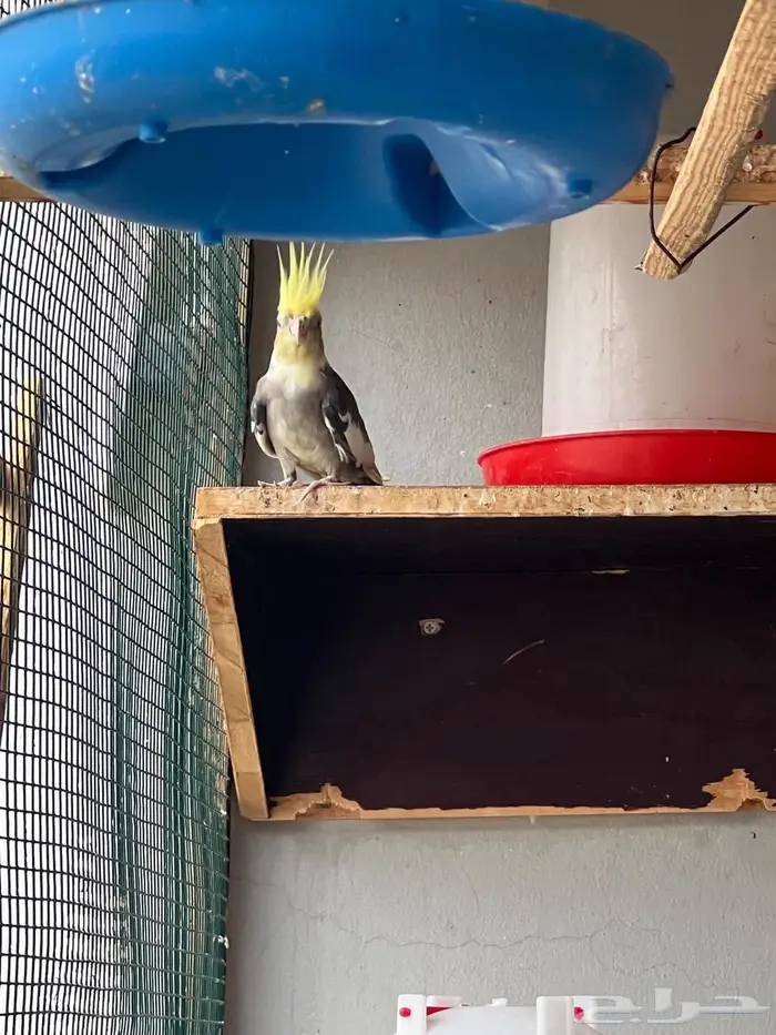 جوز كروان منتج 1