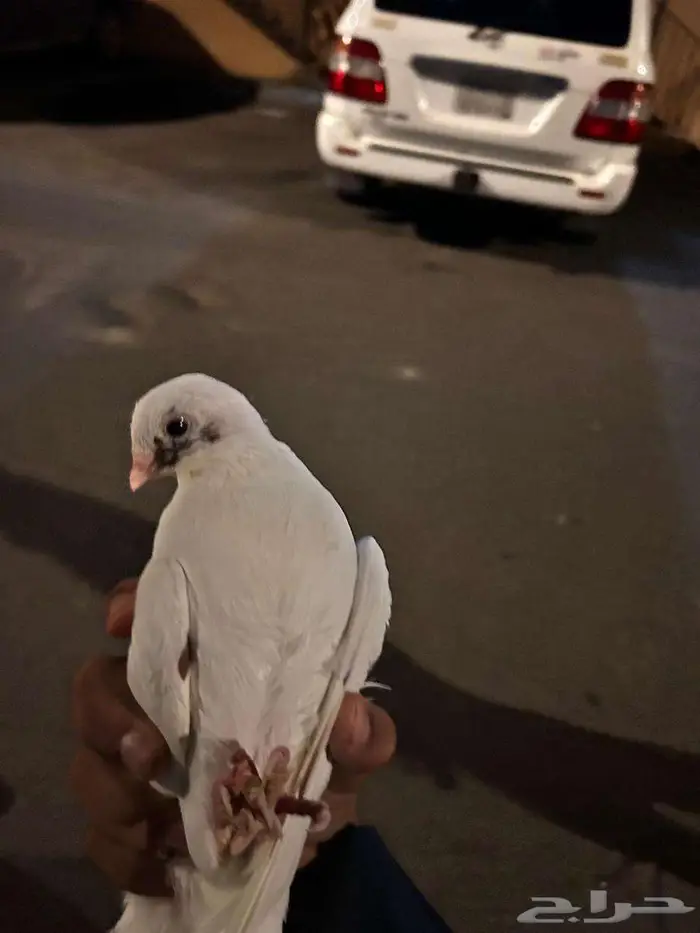 حمام للبيع 1